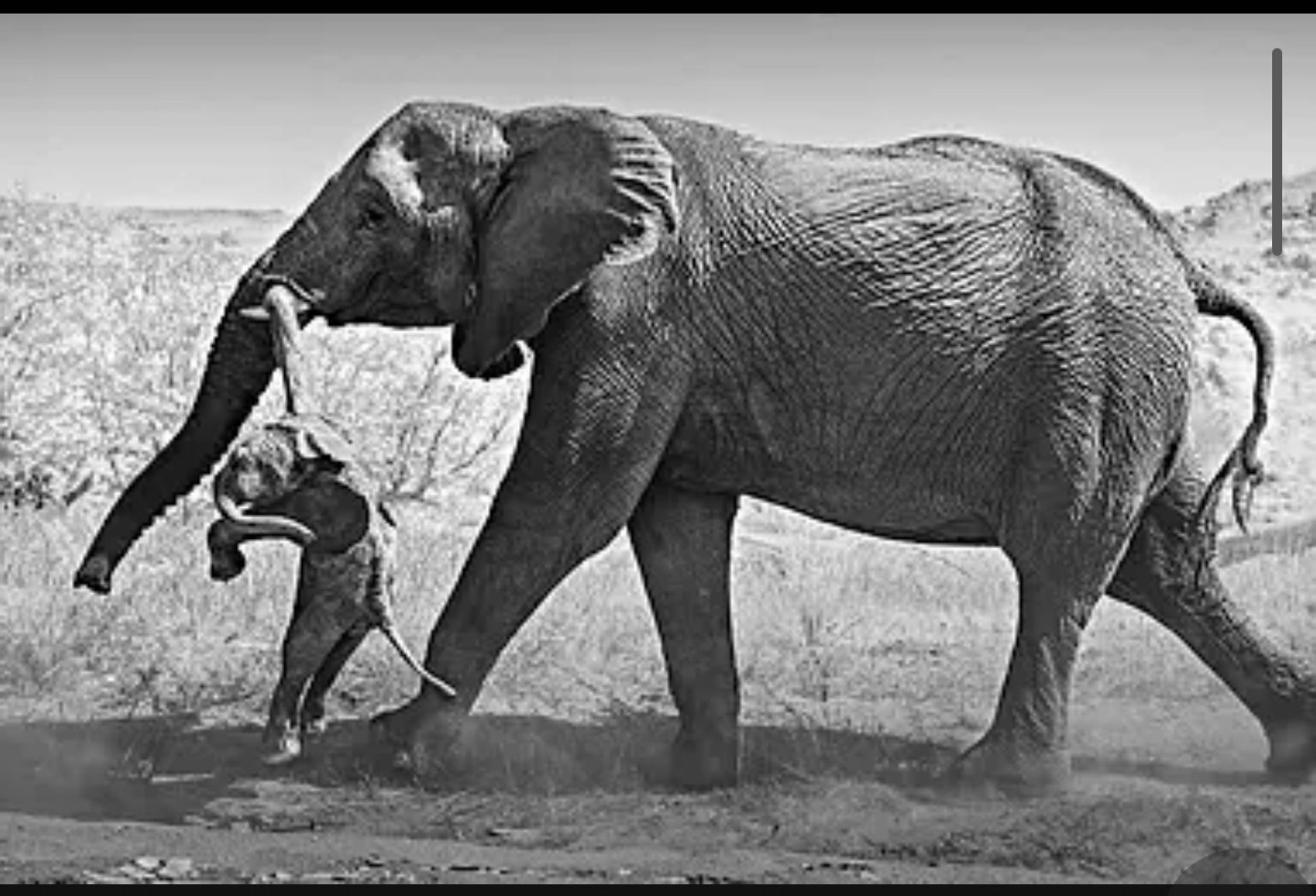Duelo gestacional y animal: la elefanta que no pudo despedirse de su cría